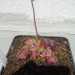 Cephalotus follicularis